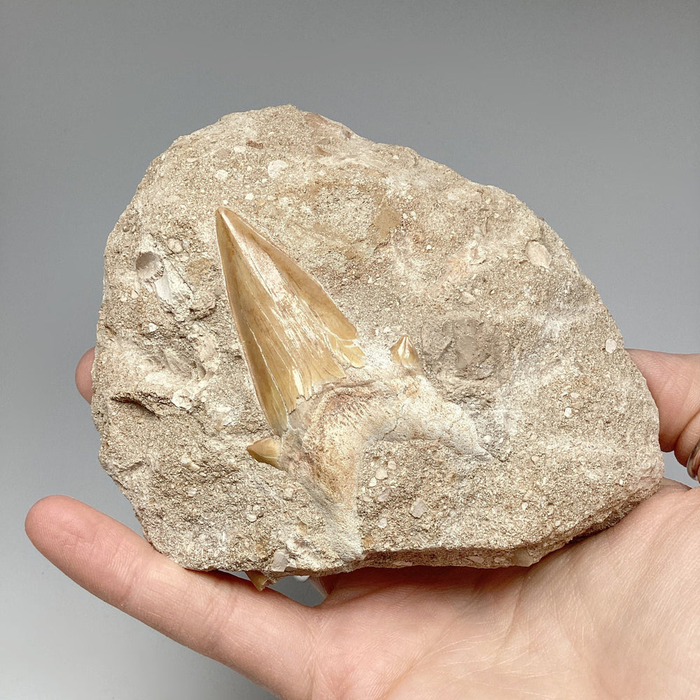 Fossilized Otodus/Lamna Shark Tooth Specimen in Matrix
