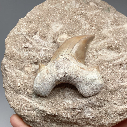 Fossilized Otodus/Lamna Shark Tooth Specimen in Matrix