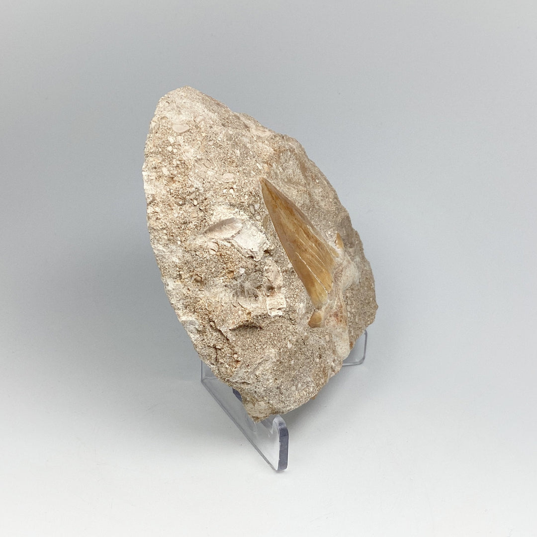 Fossilized Otodus/Lamna Shark Tooth Specimen in Matrix - Rocks and Gems Canada