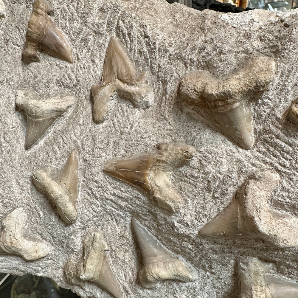 Fossilized Otodus/Lamna Shark Tooth Specimen in Matrix