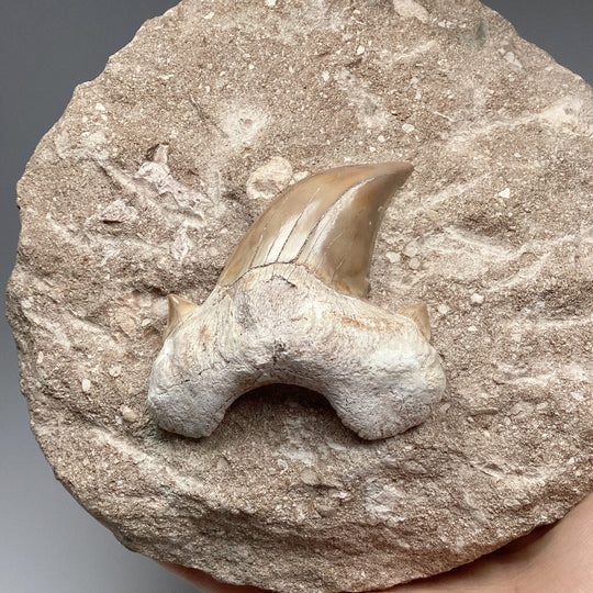 Fossilized Otodus/Lamna Shark Tooth Specimen in Matrix