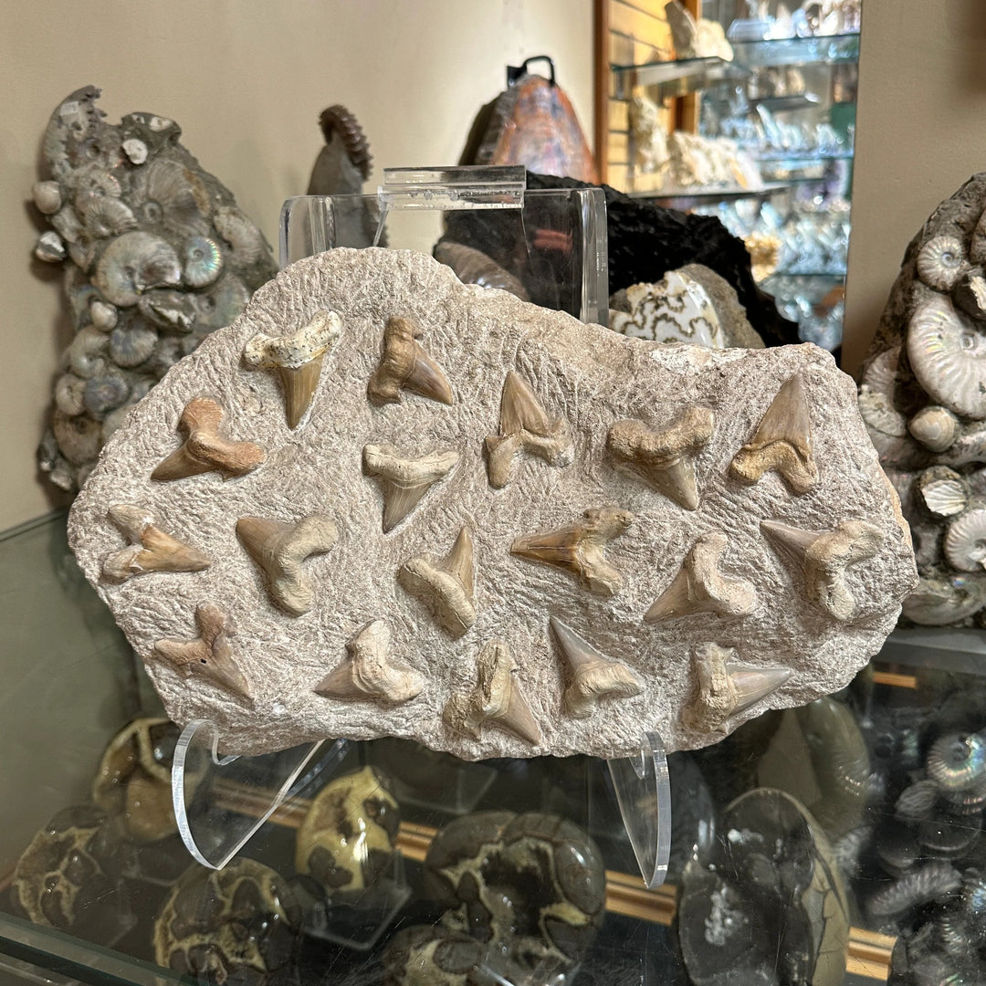 Fossilized Otodus/Lamna Shark Tooth Specimen in Matrix
