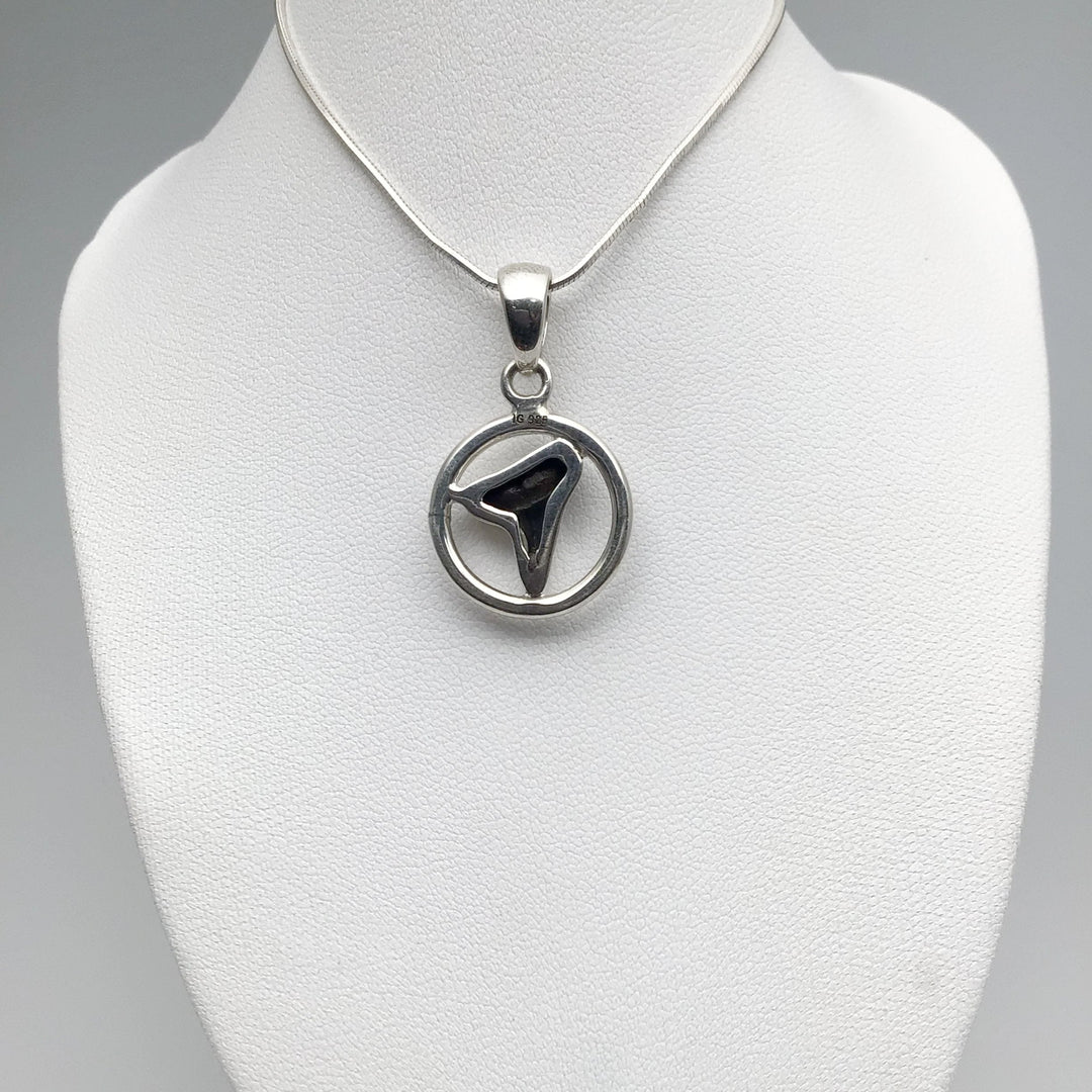 Fossilized Shark Tooth Pendant - Rocks and Gems Canada