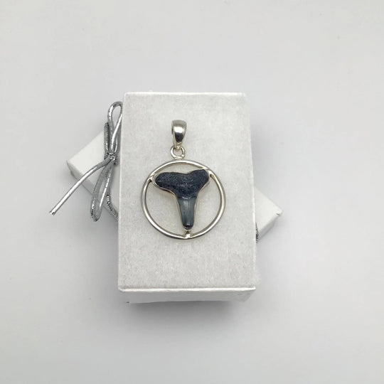 Fossilized Shark Tooth Pendant - Rocks and Gems Canada