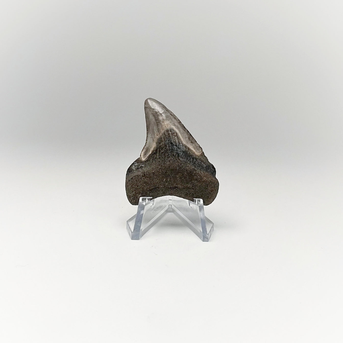 Fossilized Shark Tooth Specimen: Benedini Hooked