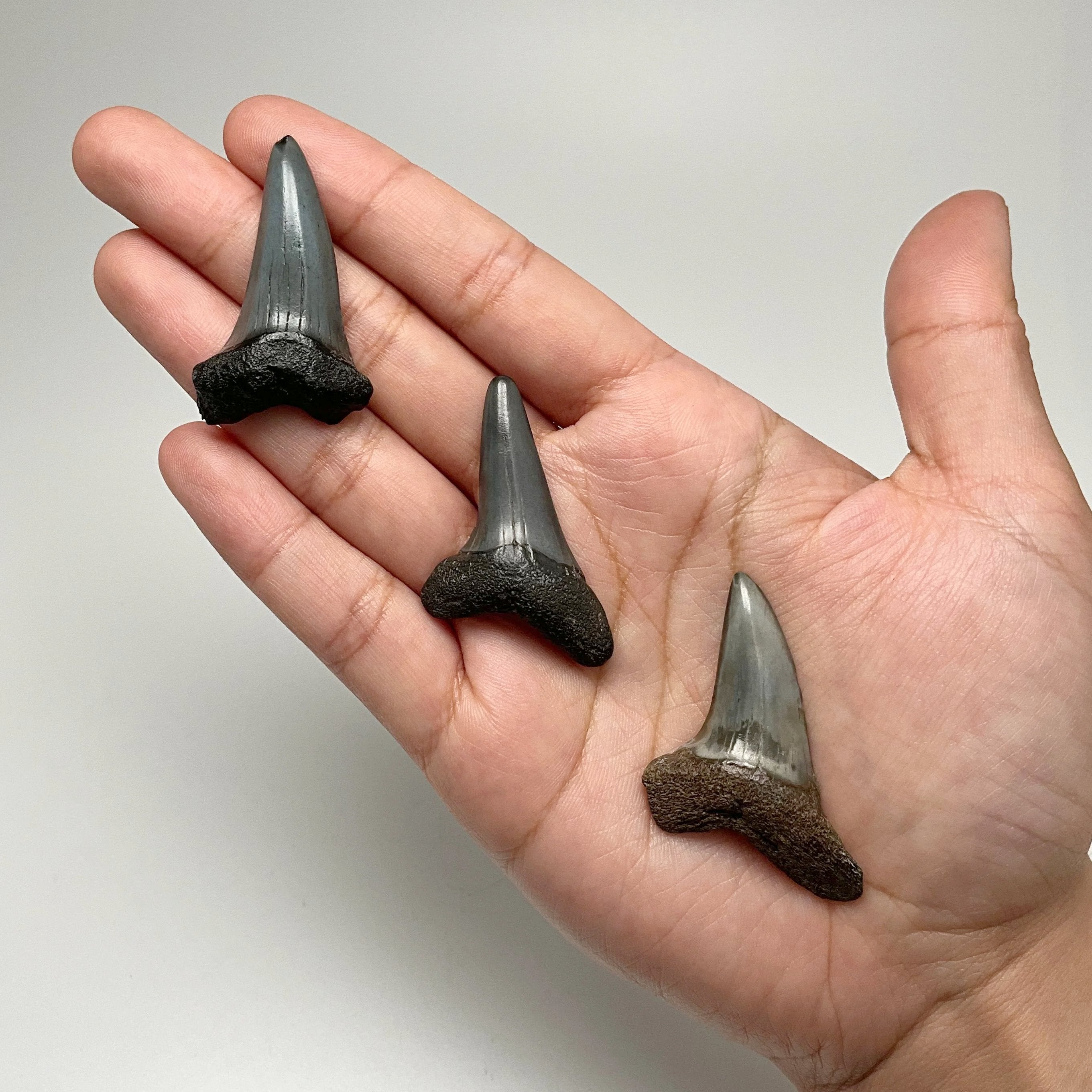 Fossilized Shark Tooth Specimen: Benedini Hooked - Rocks and Gems Canada