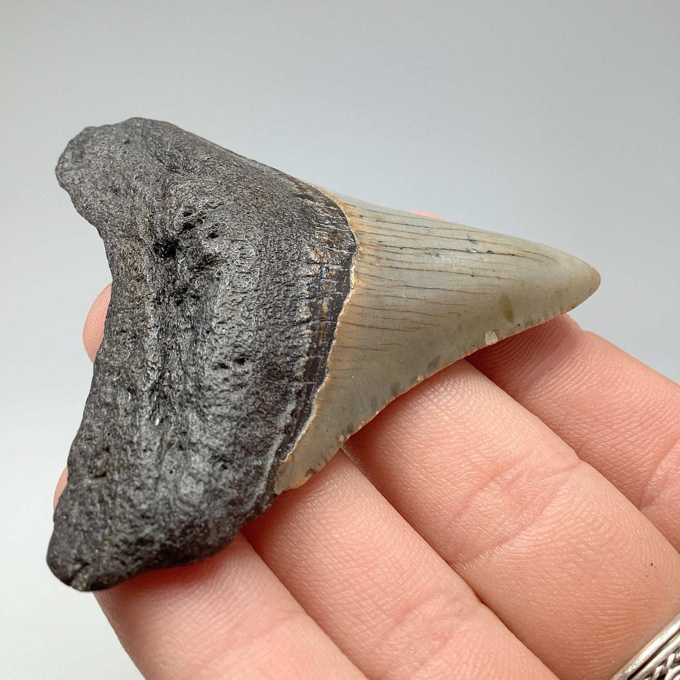 Fossilized Shark Tooth Specimen: Carcharodon Megalodon