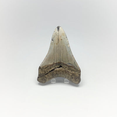 Fossilized Shark Tooth Specimen: Carcharodon Megalodon
