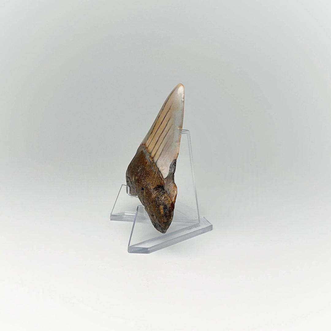 Fossilized Shark Tooth Specimen: Carcharodon Megalodon - Rocks and Gems Canada