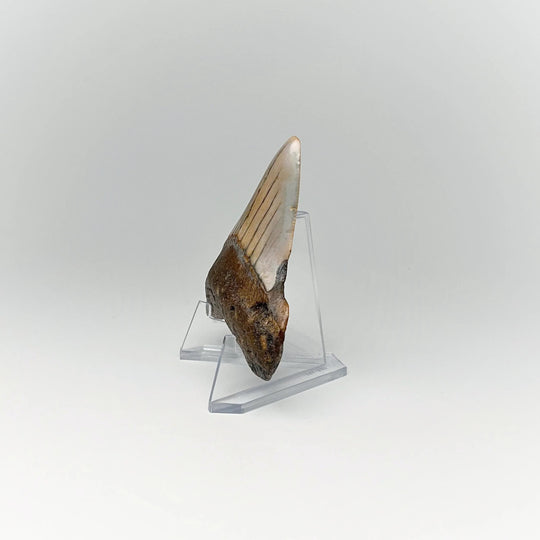 Fossilized Shark Tooth Specimen: Carcharodon Megalodon - Rocks and Gems Canada