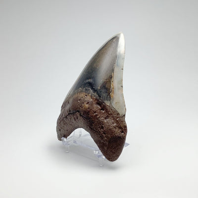 Fossilized Shark Tooth Specimen: Carcharodon Megalodon