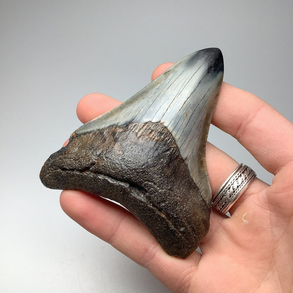 Fossilized Shark Tooth Specimen: Carcharodon Megalodon - Rocks and Gems Canada