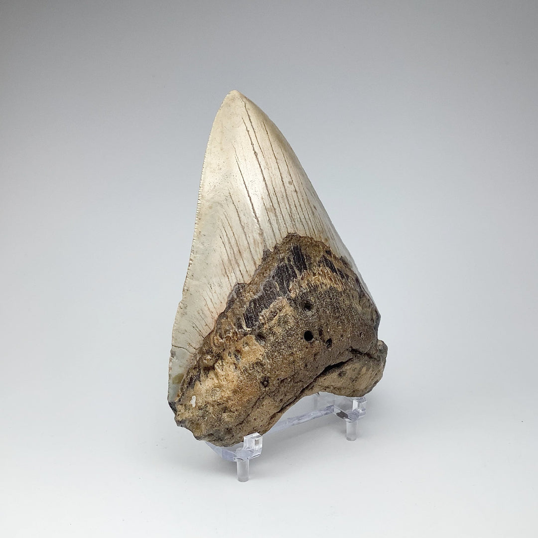 Fossilized Shark Tooth Specimen: Carcharodon Megalodon - Rocks and Gems Canada