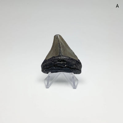 Fossilized Shark Tooth Specimen: Carcharodon Megalodon At $99