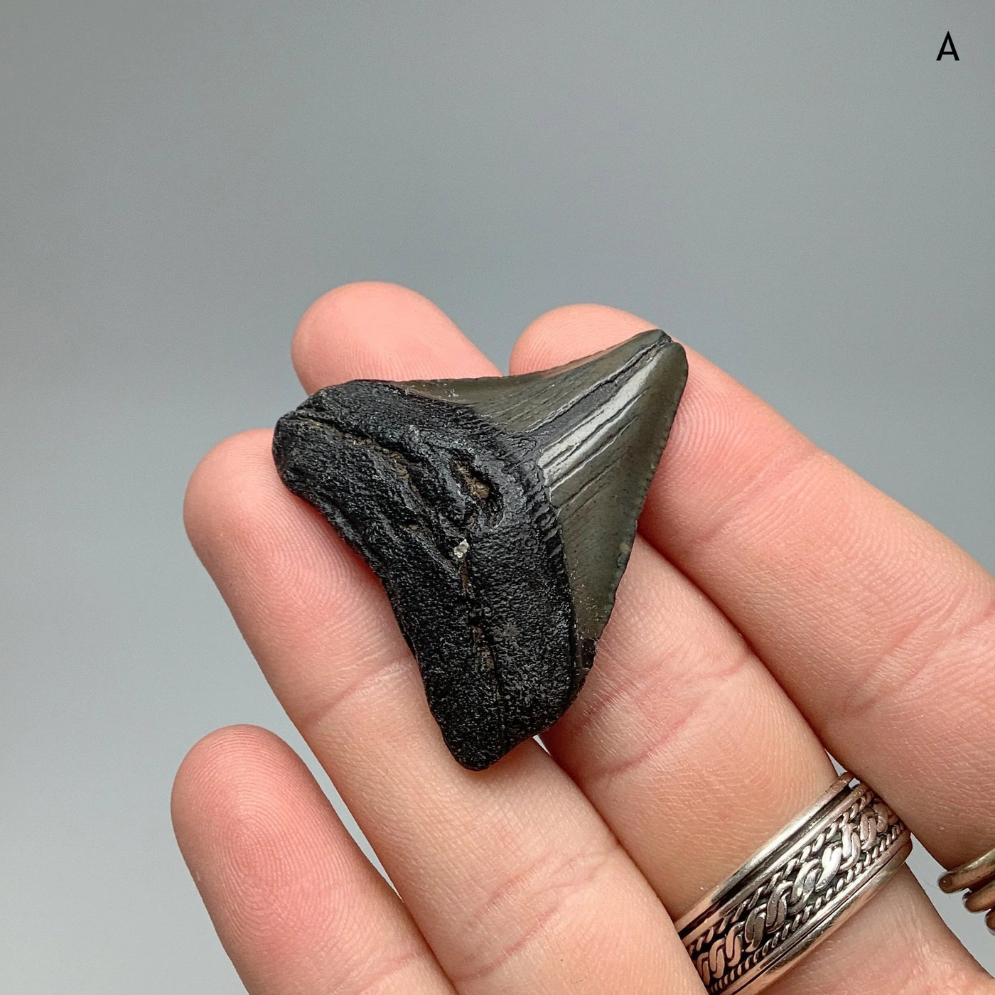 Fossilized Shark Tooth Specimen: Carcharodon Megalodon At $99