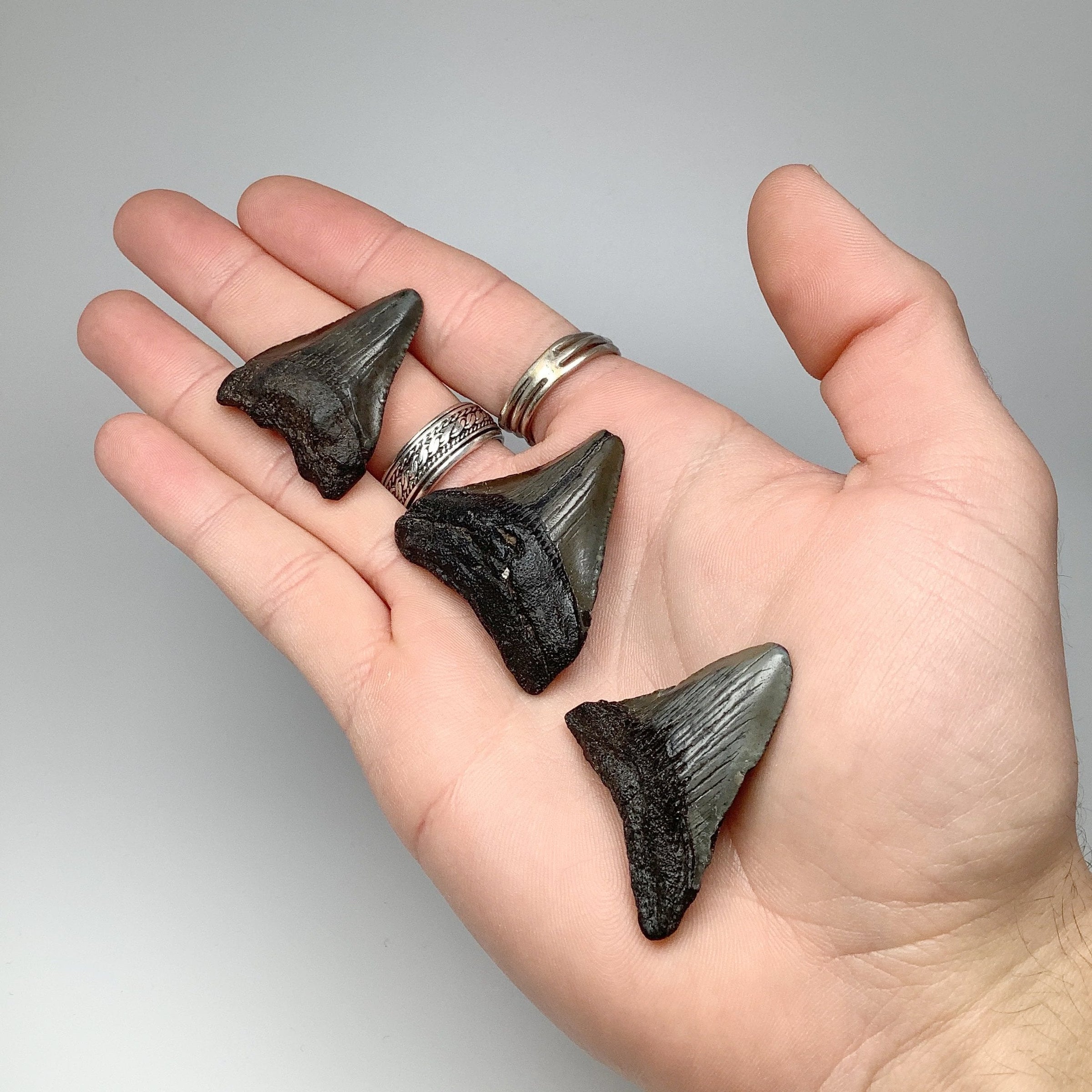Fossilized Shark Tooth Specimen: Carcharodon Megalodon At $99