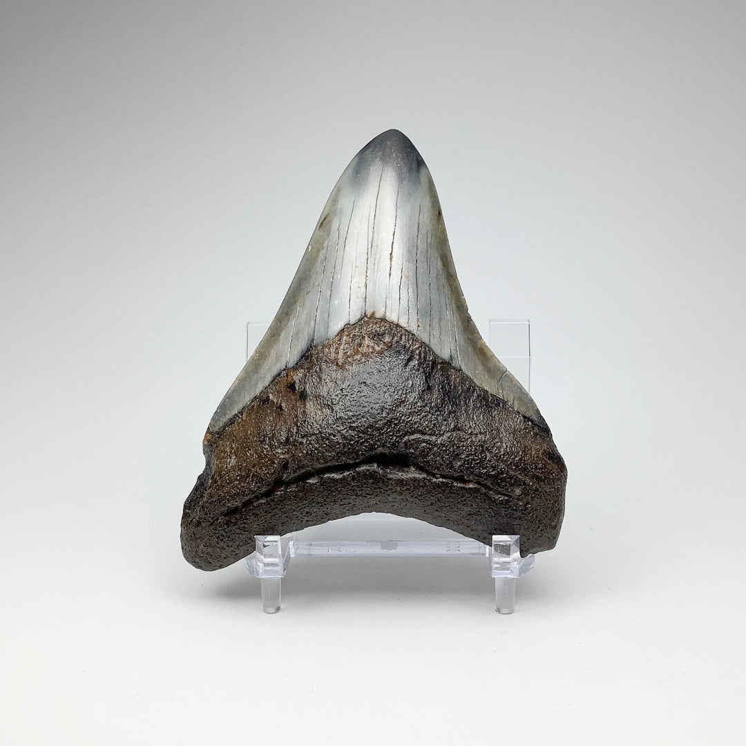 Fossilized Shark Tooth Specimen: Carcharodon Megalodon - Rocks and Gems Canada