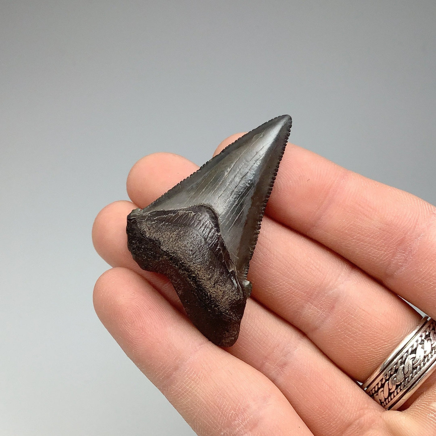 Fossilized Shark Tooth Specimen: Early Megalodon