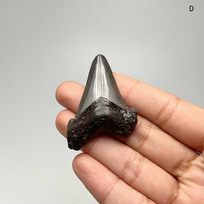 Fossilized Shark Tooth Specimen: Early Megalodon