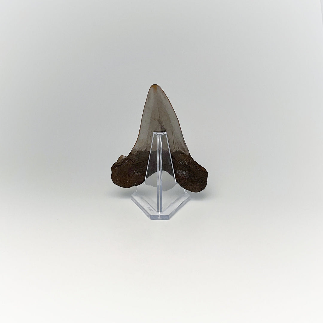 Fossilized Shark Tooth Specimen: Early Megalodon - Rocks and Gems Canada