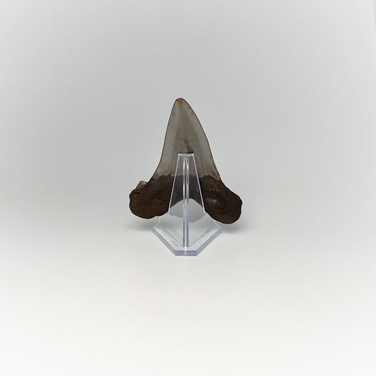 Fossilized Shark Tooth Specimen: Early Megalodon - Rocks and Gems Canada