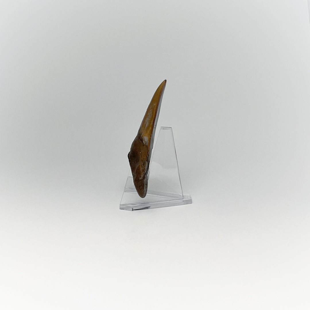 Fossilized Shark Tooth Specimen: Early Megalodon - Rocks and Gems Canada