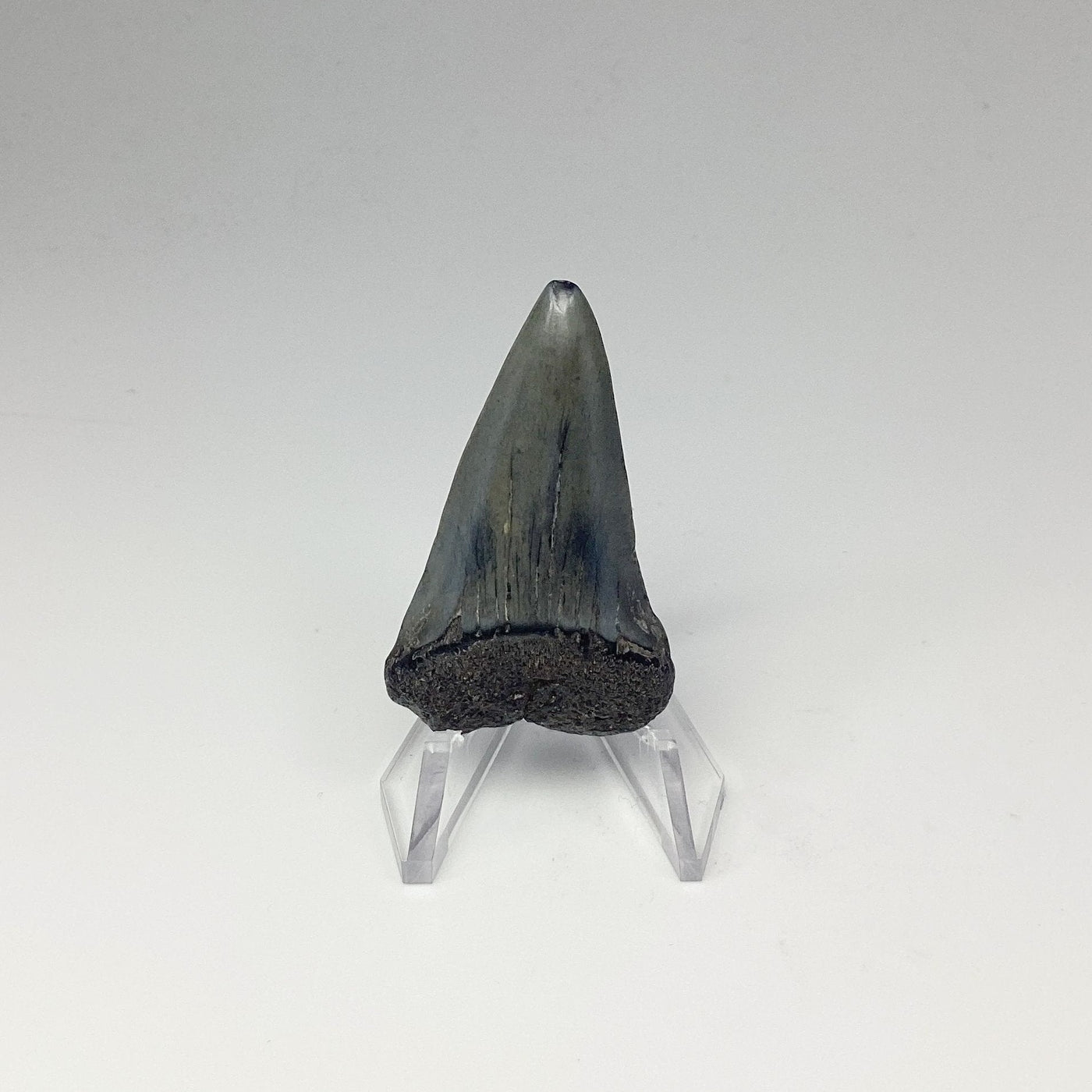 Fossilized Shark Tooth Specimen: Extinct Great White Shark