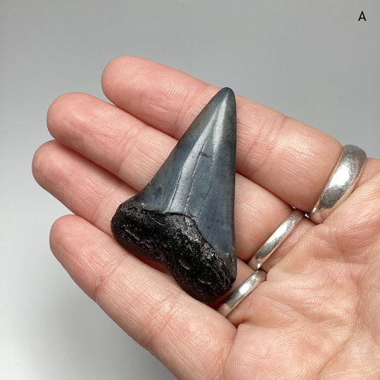 Fossilized Shark Tooth Specimen: Extinct Great White Shark - Rocks and Gems Canada