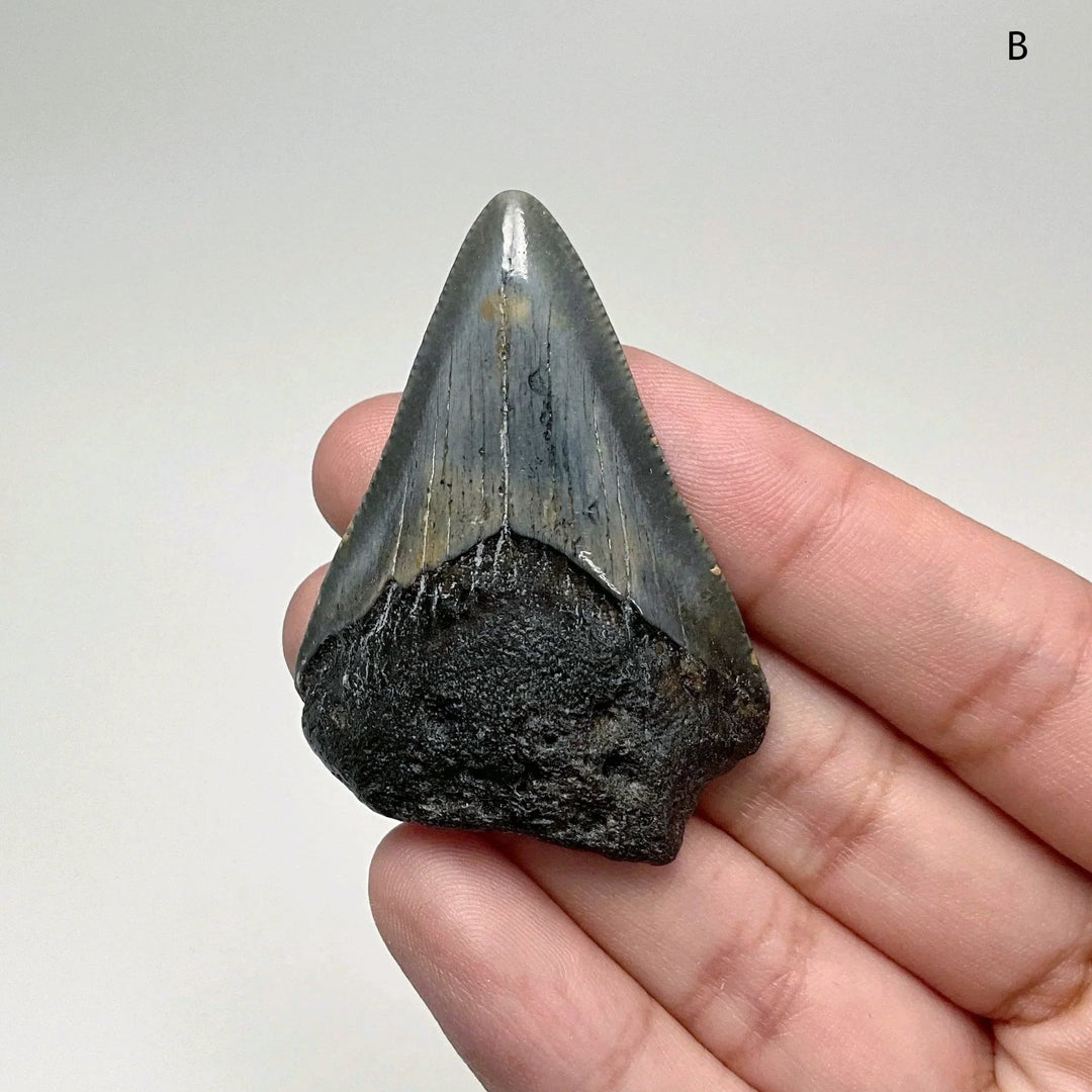 Fossilized Shark Tooth Specimen: Extinct Great White Shark - Rocks and Gems Canada