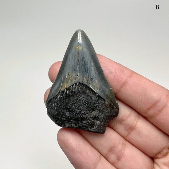 Fossilized Shark Tooth Specimen: Extinct Great White Shark - Rocks and Gems Canada