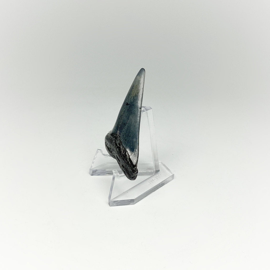 Fossilized Shark Tooth Specimen: Extinct Great White Shark - Rocks and Gems Canada