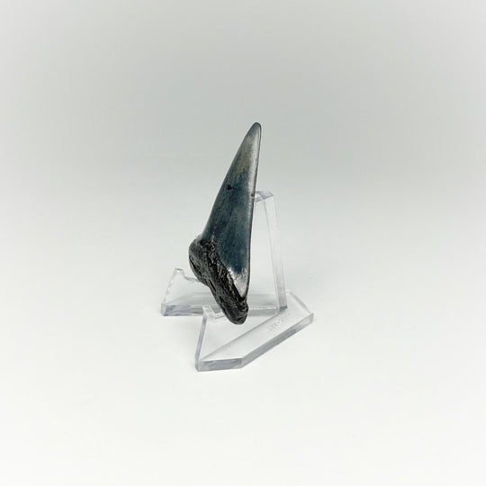 Fossilized Shark Tooth Specimen: Extinct Great White Shark - Rocks and Gems Canada