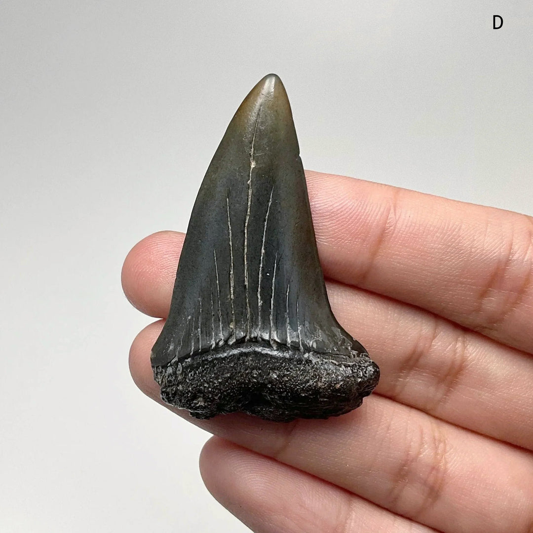 Fossilized Shark Tooth Specimen: Extinct Great White Shark - Rocks and Gems Canada