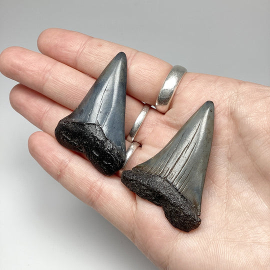 Fossilized Shark Tooth Specimen: Extinct Great White Shark - Rocks and Gems Canada