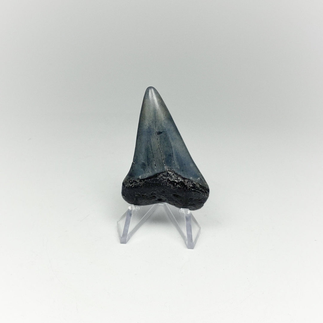 Fossilized Shark Tooth Specimen: Extinct Great White Shark - Rocks and Gems Canada