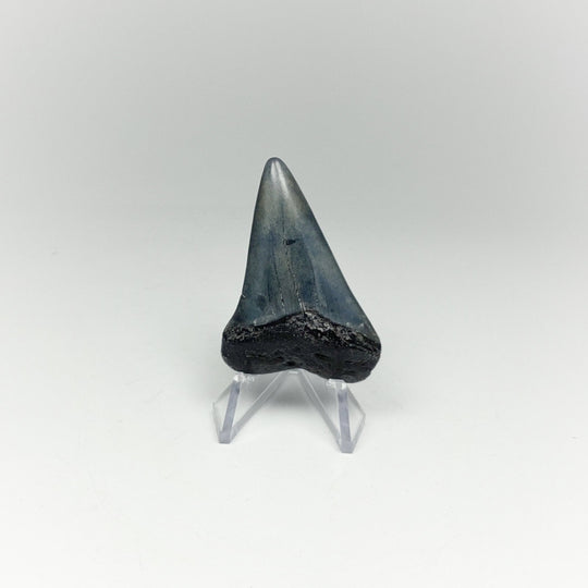 Fossilized Shark Tooth Specimen: Extinct Great White Shark - Rocks and Gems Canada