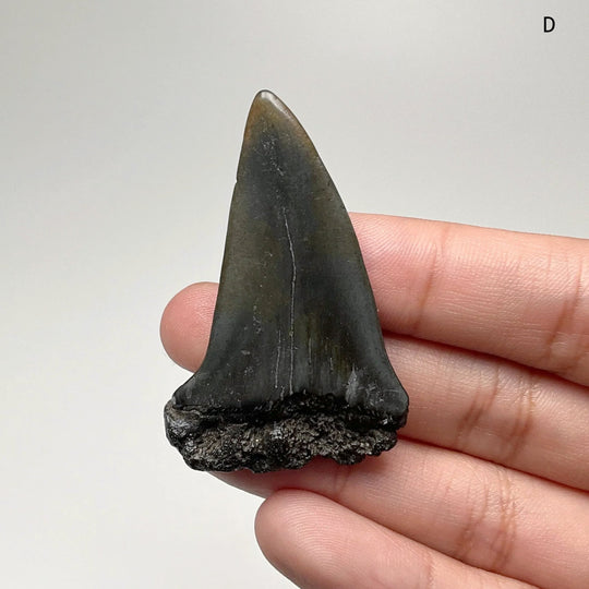 Fossilized Shark Tooth Specimen: Extinct Great White Shark - Rocks and Gems Canada