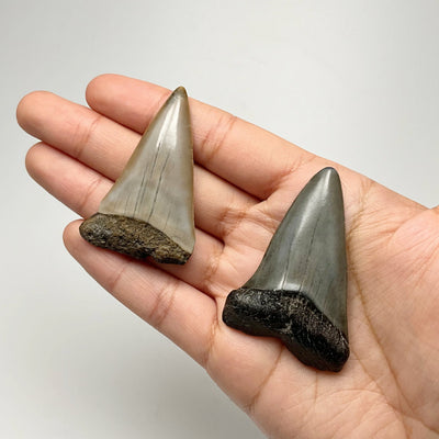 Fossilized Shark Tooth Specimen: Extinct Great White Shark
