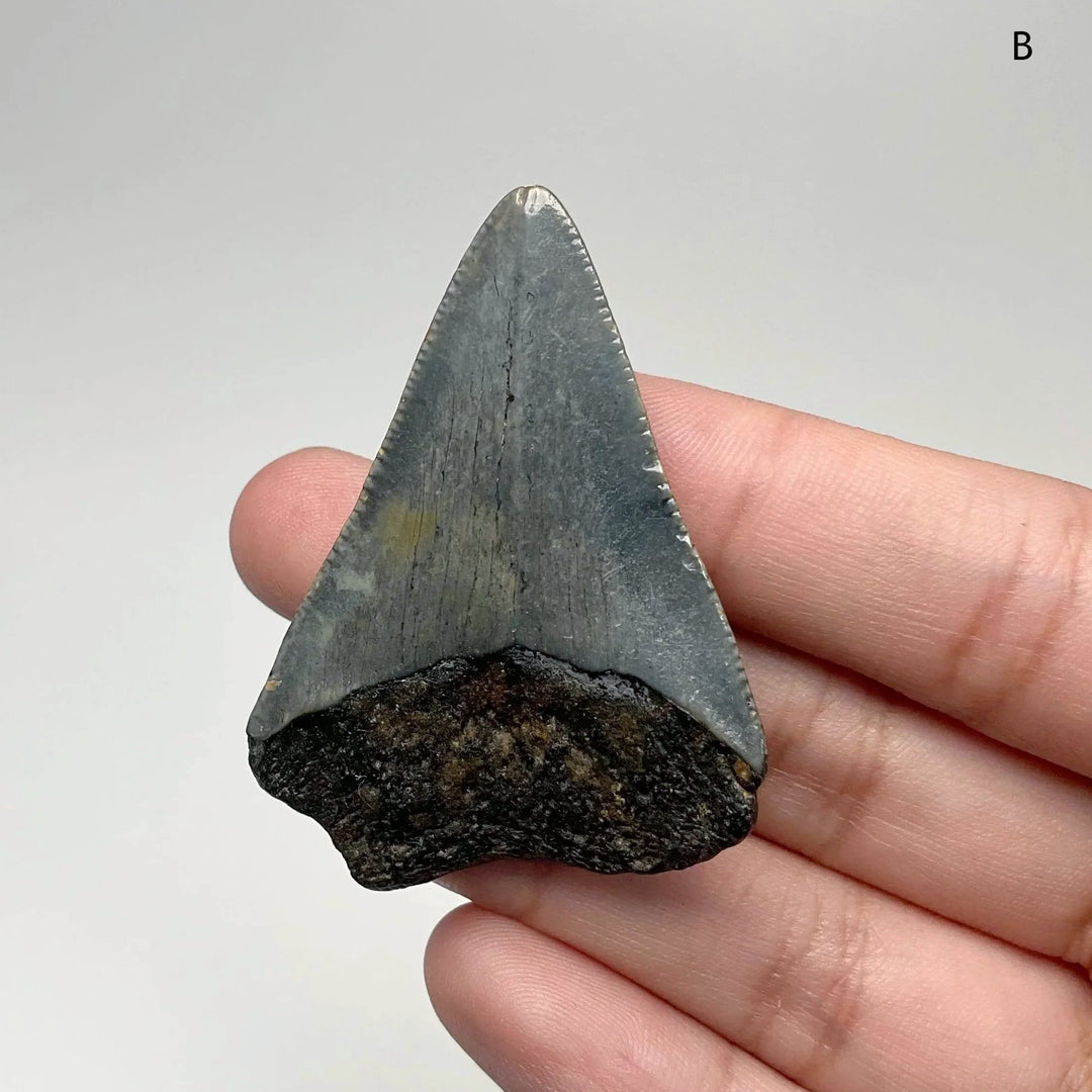 Fossilized Shark Tooth Specimen: Extinct Great White Shark - Rocks and Gems Canada