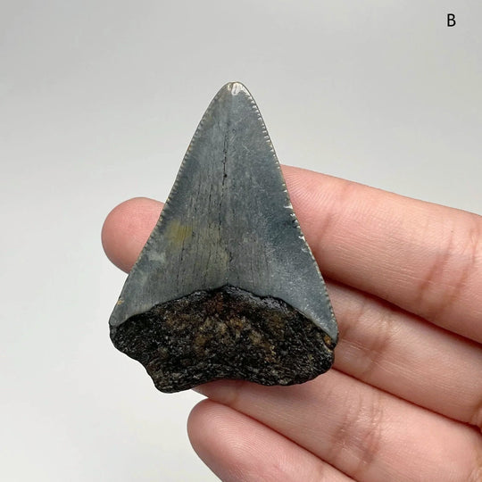 Fossilized Shark Tooth Specimen: Extinct Great White Shark - Rocks and Gems Canada