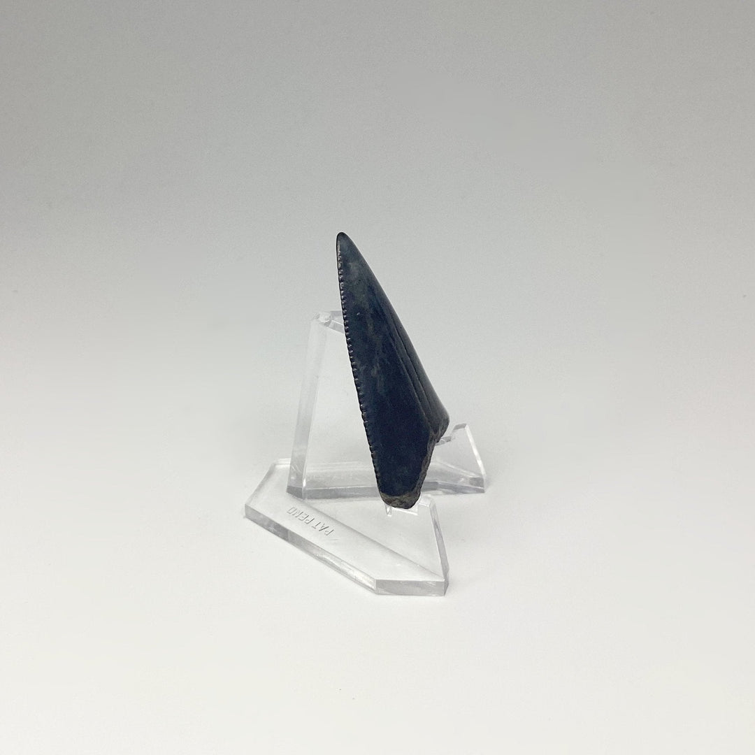 Fossilized Shark Tooth Specimen: Great White Shark - Rocks and Gems Canada