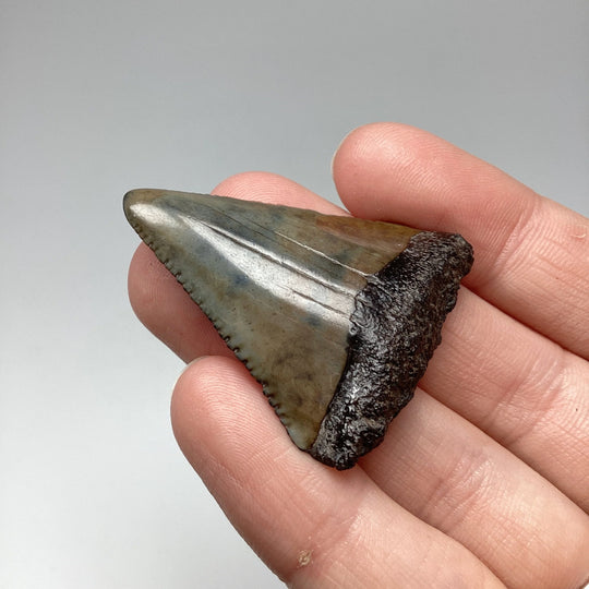 Fossilized Shark Tooth Specimen: Great White Shark - Rocks and Gems Canada