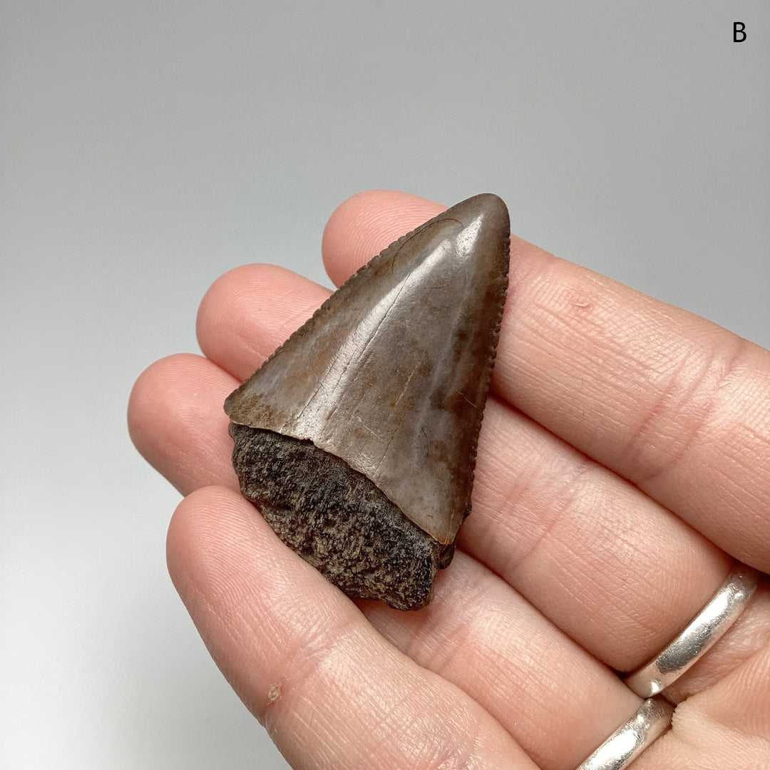 Fossilized Shark Tooth Specimen: Great White Shark - Rocks and Gems Canada
