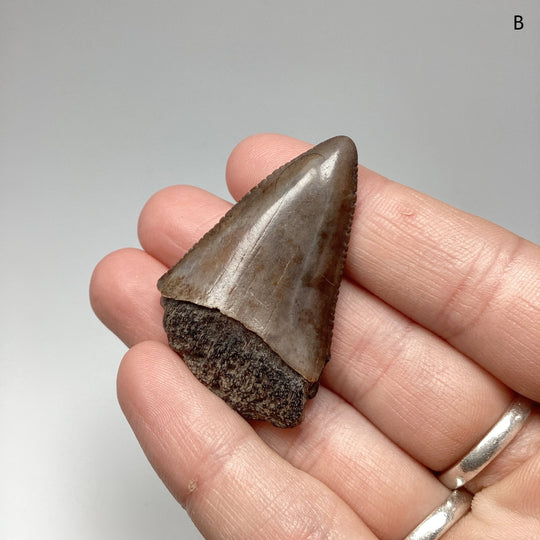 Fossilized Shark Tooth Specimen: Great White Shark - Rocks and Gems Canada
