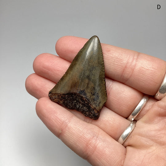 Fossilized Shark Tooth Specimen: Great White Shark - Rocks and Gems Canada
