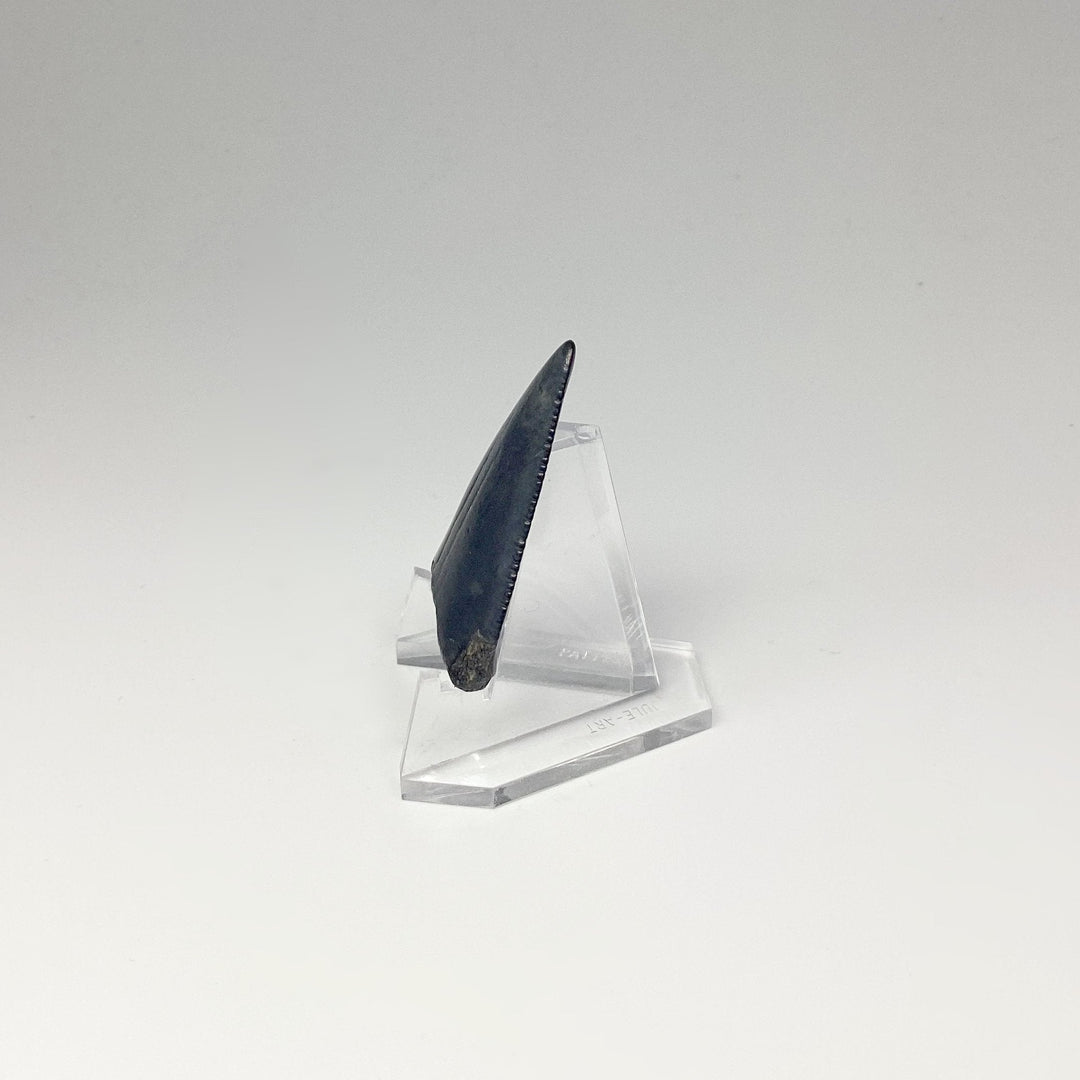 Fossilized Shark Tooth Specimen: Great White Shark - Rocks and Gems Canada