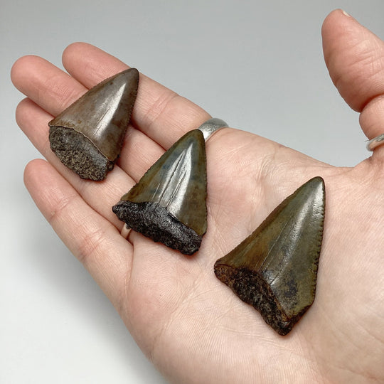 Fossilized Shark Tooth Specimen: Great White Shark - Rocks and Gems Canada