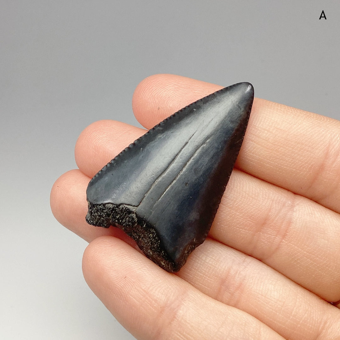 Fossilized Shark Tooth Specimen: Great White Shark - Rocks and Gems Canada
