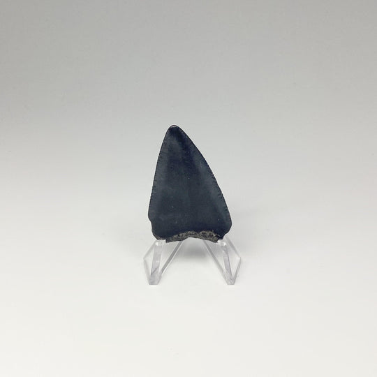 Fossilized Shark Tooth Specimen: Great White Shark - Rocks and Gems Canada