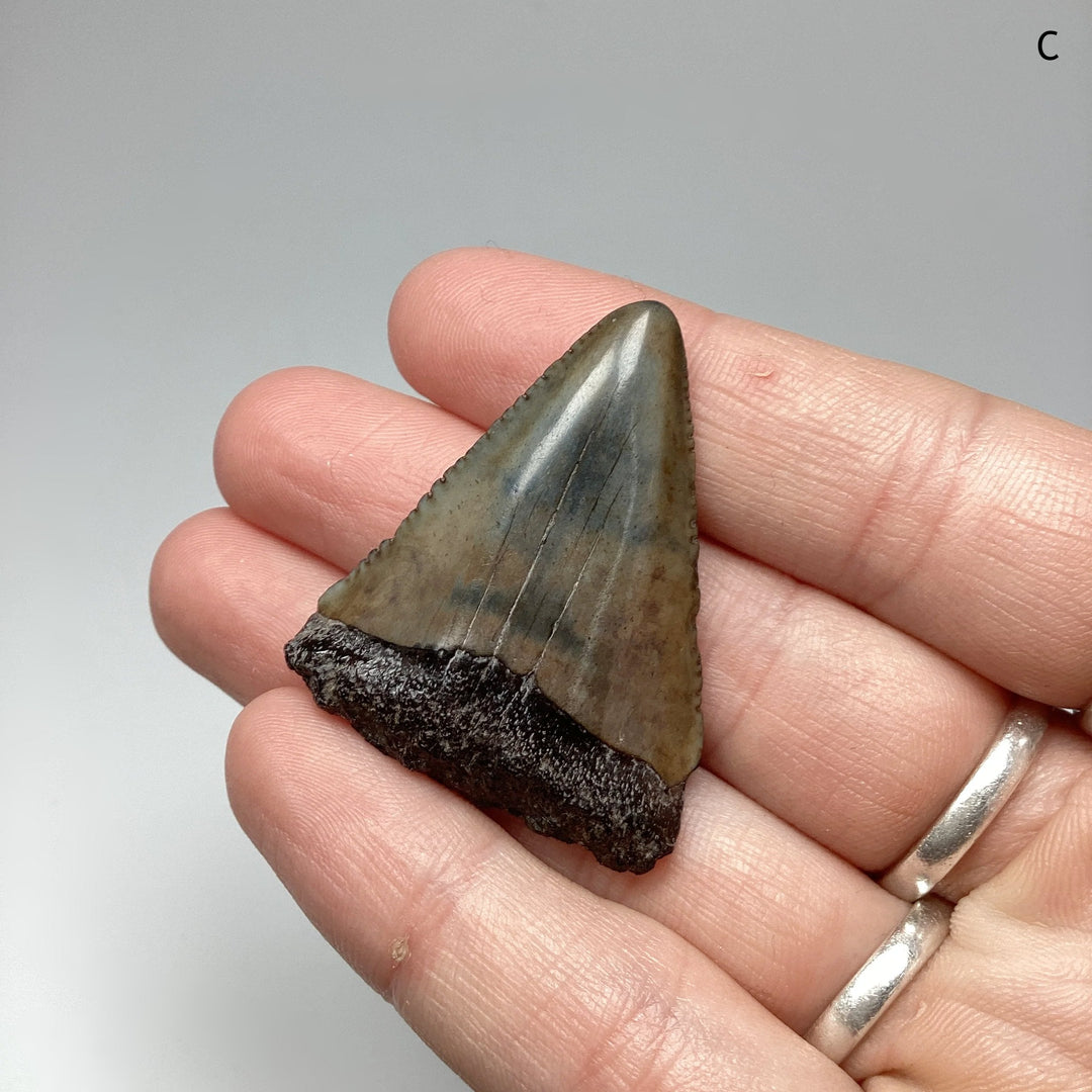 Fossilized Shark Tooth Specimen: Great White Shark - Rocks and Gems Canada